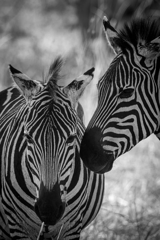 Tanzania Zebras